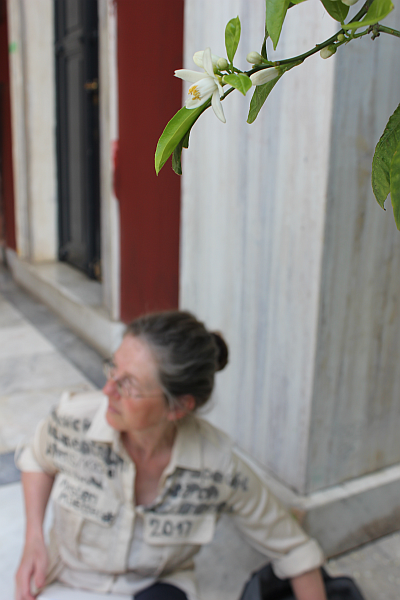 Orange blossoms