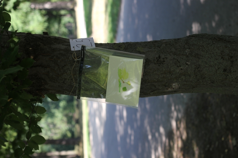 2025-08-20_malathon-chemnitz_25_baum_2904, watercolour, 12 × 17 cm (Kirsten Kötter)